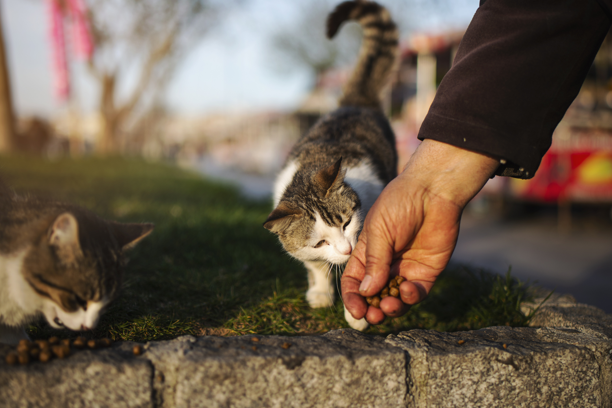 Kesalahan Umum dalam Memberi Makan Kucing: Mengapa Takaran Makanan Tepat Sangat Penting